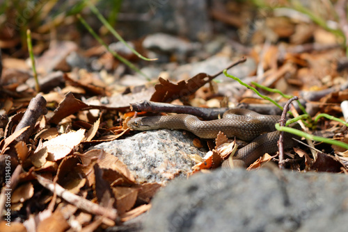 snake among the leaves