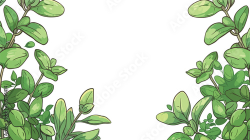 Marjoram herb banner or social media post in sketch