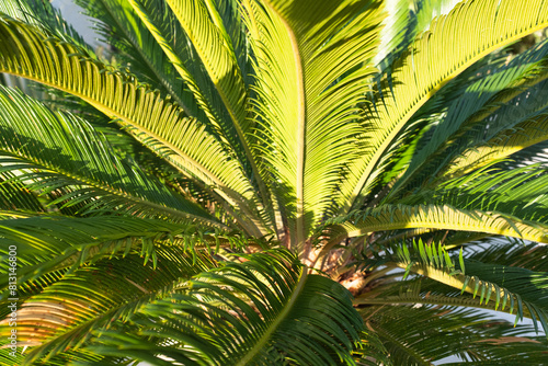 Background from green palm tree  close-up. One palm grow for publication  poster  screensaver  wallpaper  postcard  banner  cover  post. High quality photo