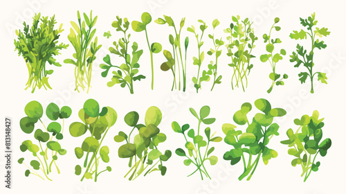 Microgreens wheat vector label with watercolor stai