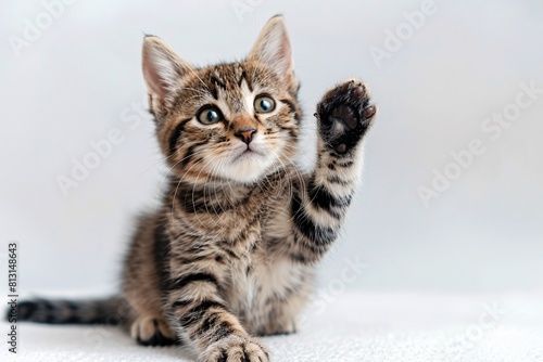 Adorable Kitten Waving Hello in a Studio Backdrop