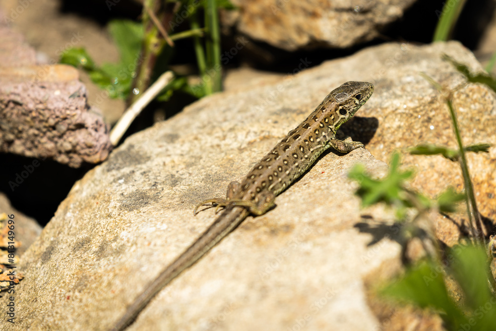 Zauneidechse im Garten Zauneidechse im Garten