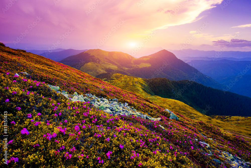 summer blooming pink rhododendrons   flowers on background mountains, scenic summer landscape, Marmarosy range, Petros mount on horizon, Carpathians, Ukraine, Europe