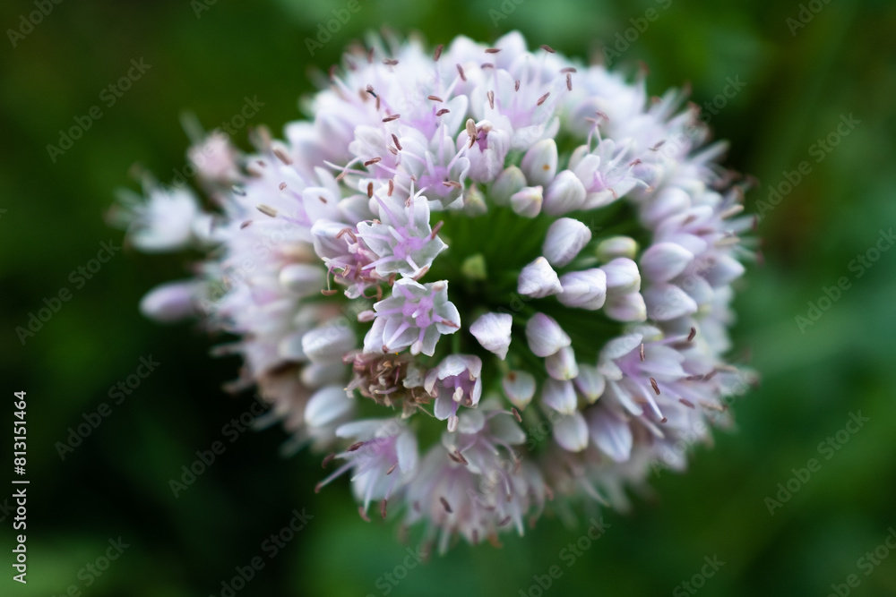 Onion inflorescence on a blurred green background, top view. Composition from blooming onion for publication, poster, calendar, post, screensaver, wallpaper, postcard, banner, cover, website Onion inflorescence on a blurred green background, top view. Composition from blooming onion for publication, poster, calendar, post, screensaver, wallpaper, postcard, banner, cover, website