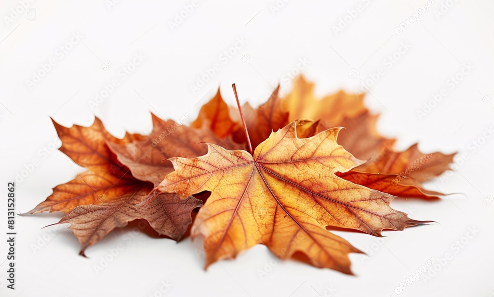 Autumn Leaves Bundle - A Vibrant Seasonal Collection Autumn Leaves Bundle - A Vibrant Seasonal Collection