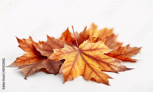 Autumn Leaves Bundle - A Vibrant Seasonal Collection