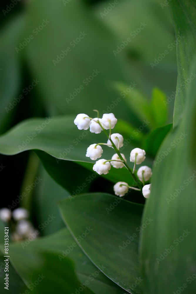 Obraz premium White lily-of-the valley on green background