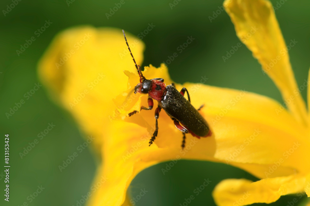 Fototapeta premium Portrait of cute spring bug 