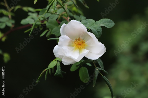 Rosa spinosissima  pimpinellifolia. White flowers of the rose.