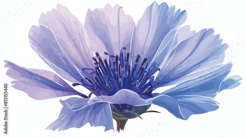 Open chicory wild flower head top view sketch style photo