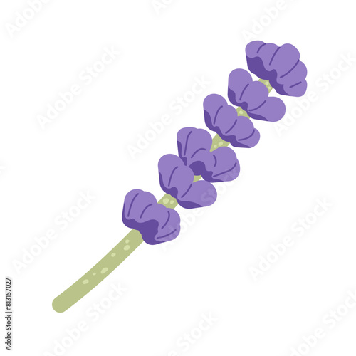 Branch of lavender flowers. Purple provence floral herbs. Vector flat illustration isolated on white background.
