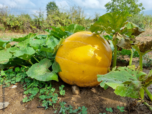 Sweet squash grows in the garden.