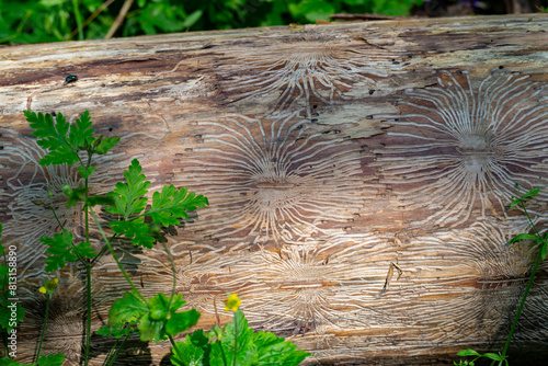 фотографія Closeup imprint of bark beetle under piece of wood