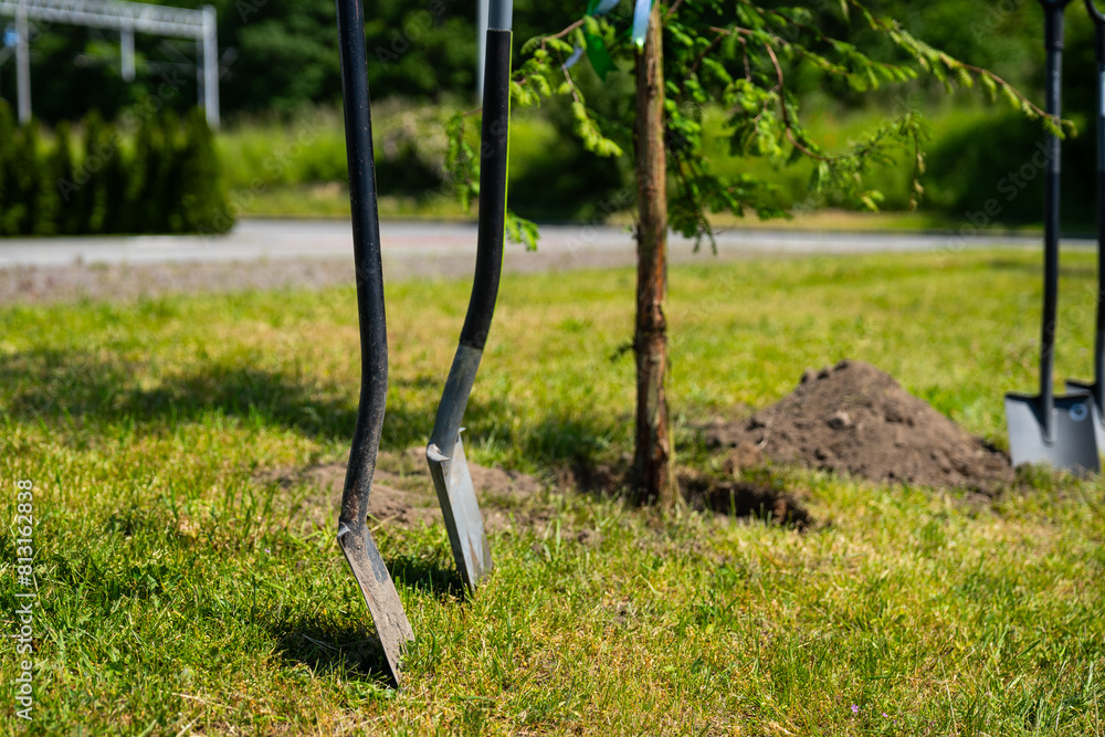 planting a tree with shovels - corporate event redwood seedling in Poland - ESG policy