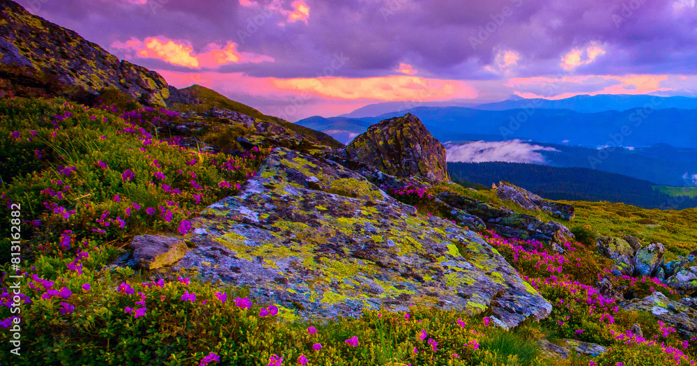 Fototapeta premium Carpathians, Ukraine, Europe, summer blooming pink flowers on background mountains, floral summer landscape...exclusive - this image is sell only on Adobe stock 
