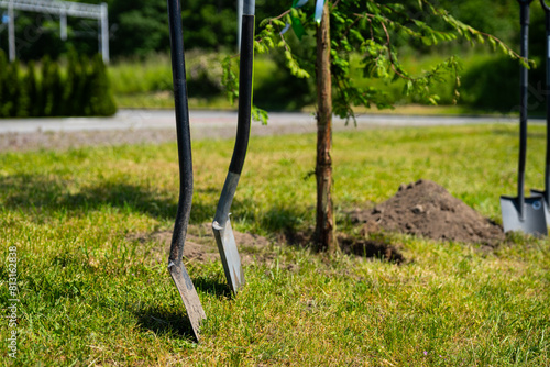 Obraz na płótnie planting a tree with shovels - corporate event redwood seedling in Poland - ESG policy w salonie