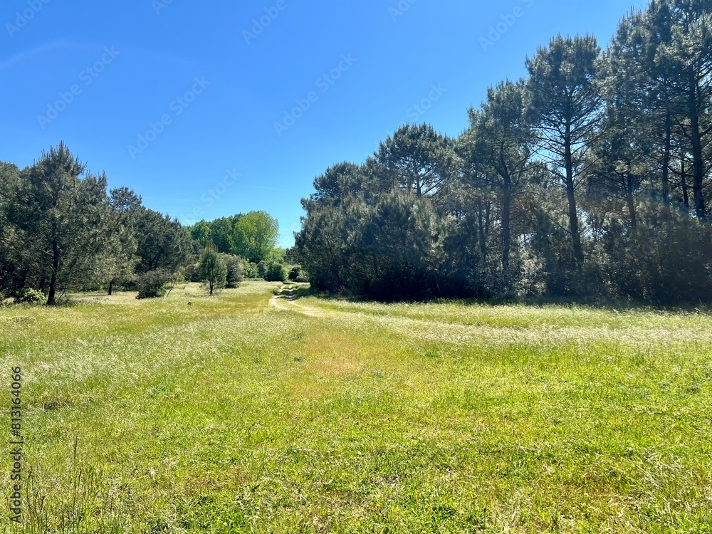 Obraz premium Forêt de la Coubre