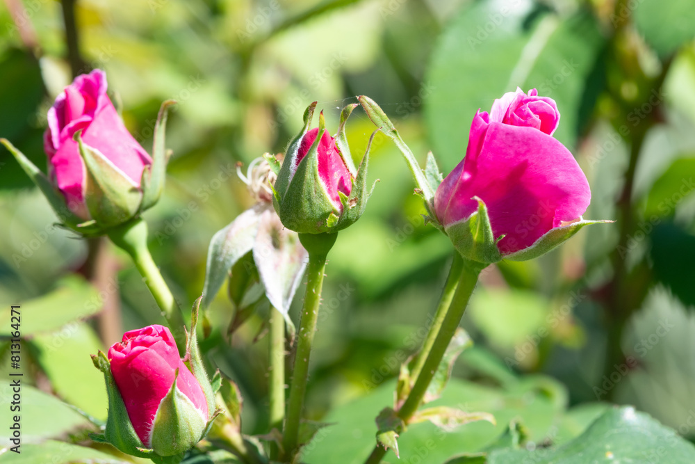 Pink roses emerging into bloom Pink roses emerging into bloom