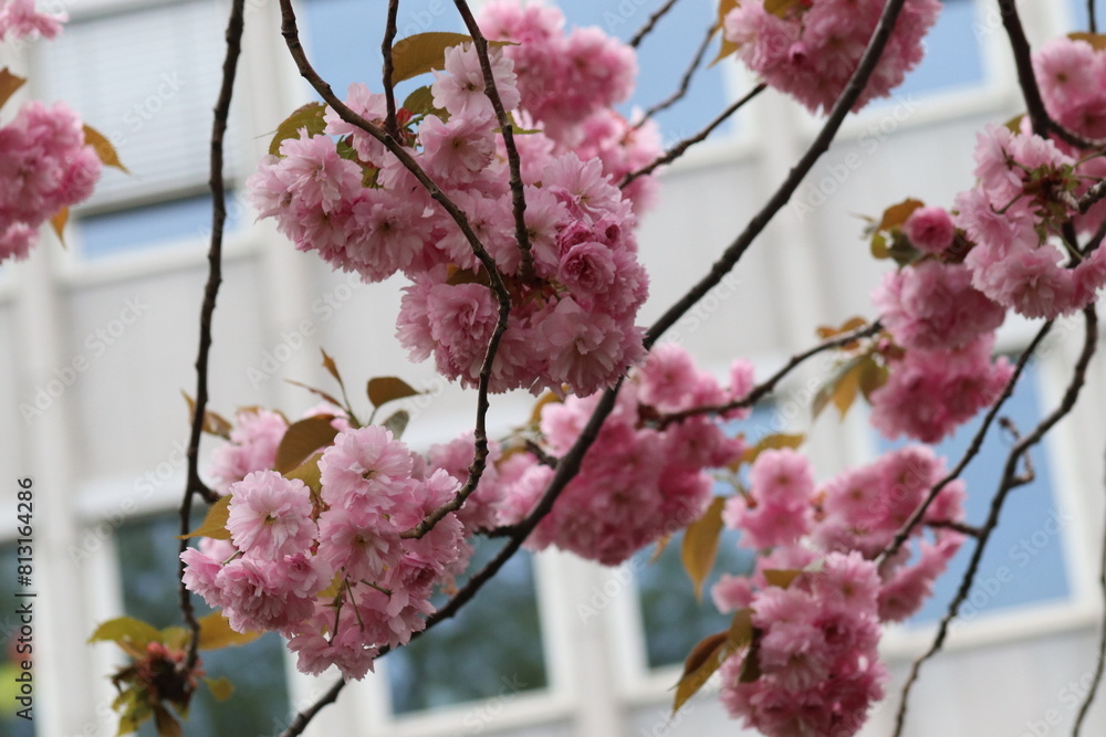 Obraz premium pink cherry blossom