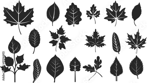 Set of Black Leaf Icons on White Background - Vector Illustration for Ecology and Nature Themes