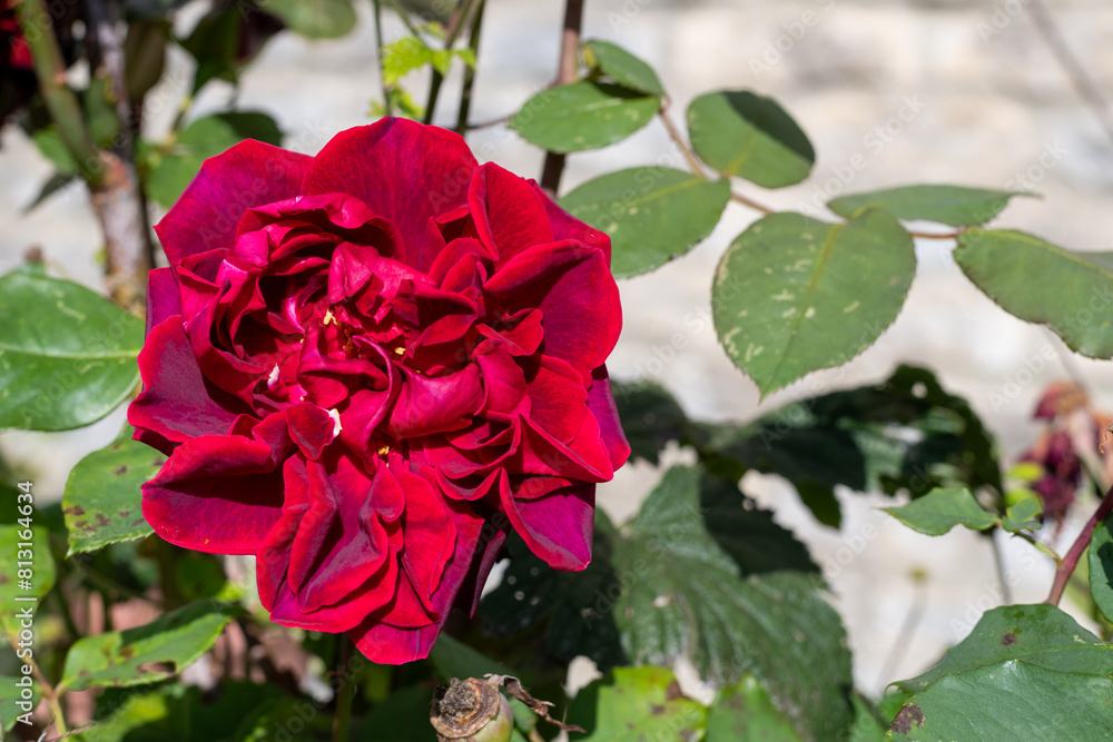 Close up of a red rose flower in bloom Close up of a red rose flower in bloom