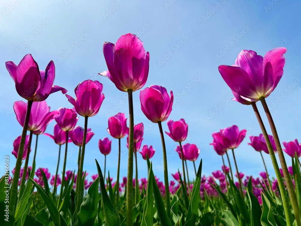 Tulips flowers beautiful pink blossom on blue sky.