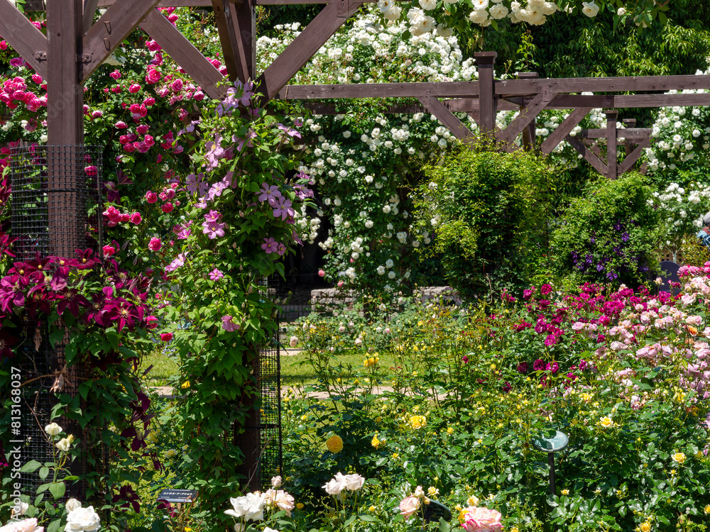 色鮮やかな花が咲く薔薇園の風景