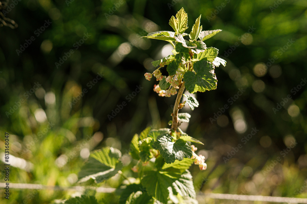 Currant bush branch with flowering buds close up in sunny spring garden. Homestead lifestyle Currant bush branch with flowering buds close up in sunny spring garden. Homestead lifestyle