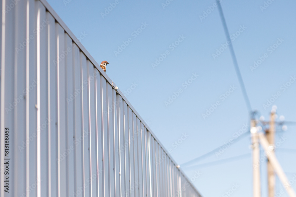 Cute sparrow sitting on white metal fence in sunny garden urban garden on background of sky