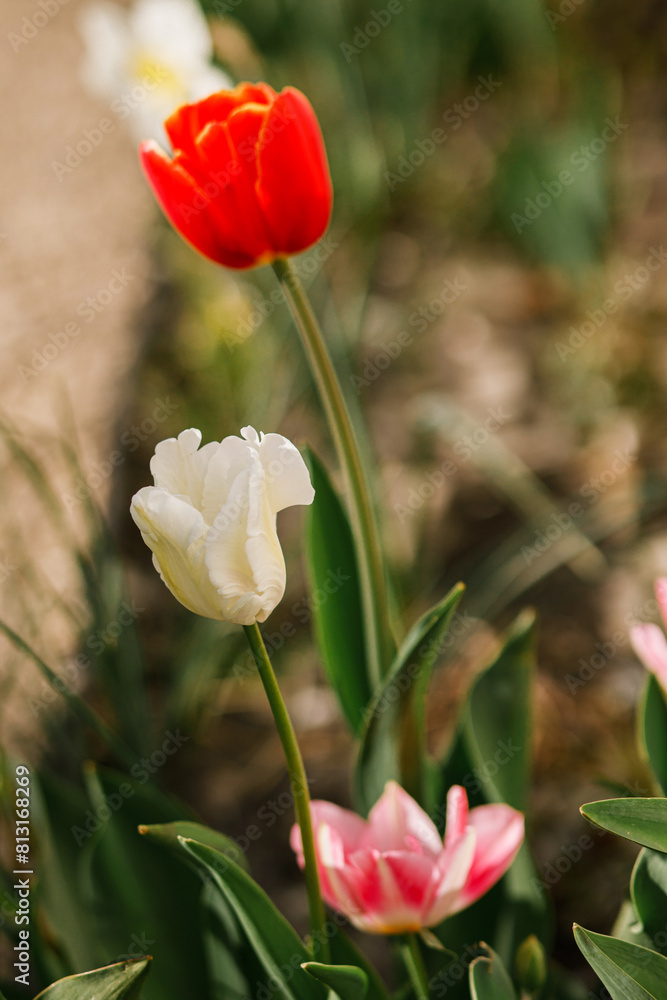 Beautiful tulips in sunny garden. Pink and red tulips spring flowers blooming in urban garden. Homestead lifestyle Beautiful tulips in sunny garden. Pink and red tulips spring flowers blooming in urban garden. Homestead lifestyle
