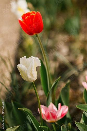 Beautiful tulips in sunny garden. Pink and red tulips spring flowers blooming in urban garden. Homestead lifestyle