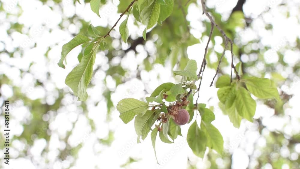 Arbol de Prunus domestica o ciruelo color verde con fruto 
