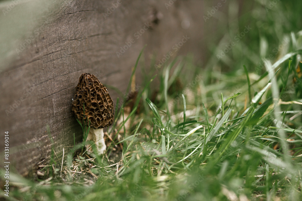 True morels. Morchella esculenta. Morchella mushrooms growing in garden close up. Fungi delicacy, delicious edible mushrooms True morels. Morchella esculenta. Morchella mushrooms growing in garden close up. Fungi delicacy, delicious edible mushrooms