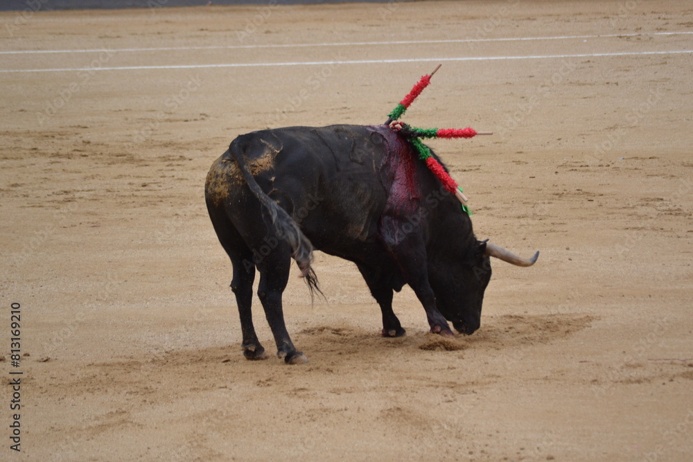 Bull with banderillas in the bullring. Spanish traditions Bull with banderillas in the bullring. Spanish traditions