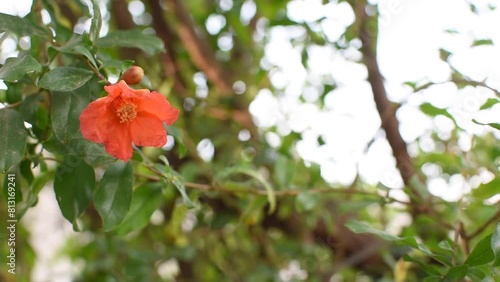 Flor de Punica granatum  o granada en un arbol con hojas verdes en un jardín  photo