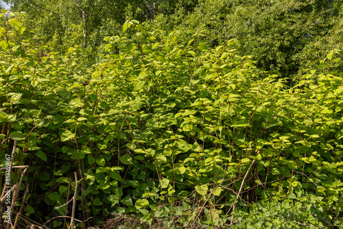 Japanese knotweed Reynoutria japonica  is an invasive non-native species of plant photo