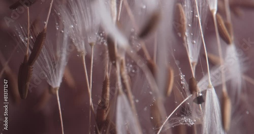 Composition of Dandelion Seeds Submerged in a Murky Liquid