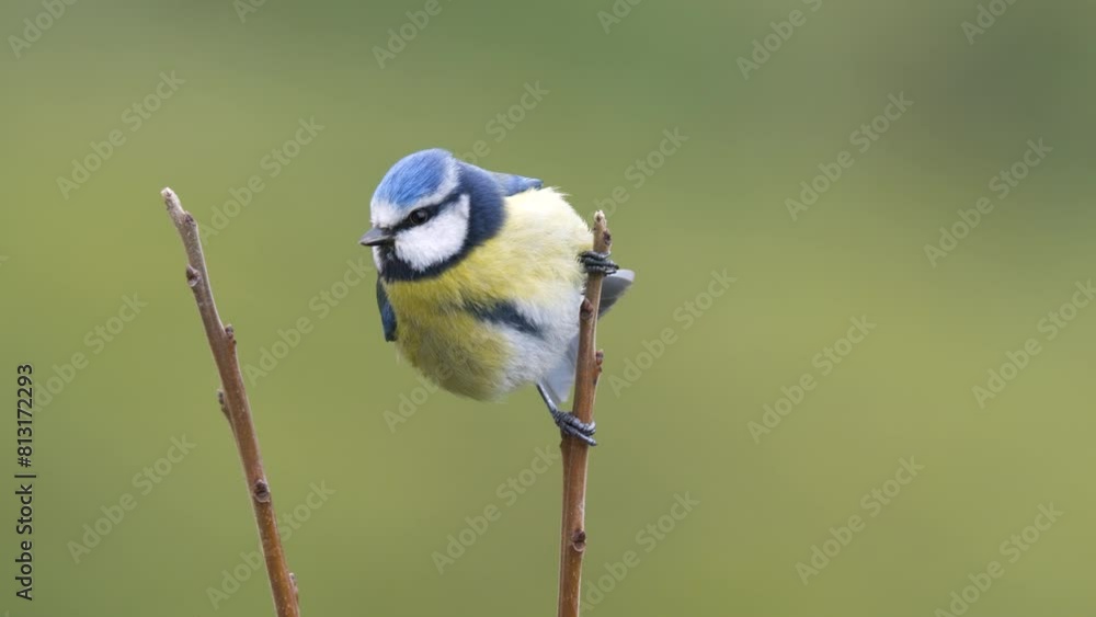 Wildlife - birds. Eurasian blue tit (Cyanistes) live in all kinds of woodlands, forests, parks, gardens and bushes. They feed on plant seeds and insects. Wildlife - birds. Eurasian blue tit (Cyanistes) live in all kinds of woodlands, forests, parks, gardens and bushes. They feed on plant seeds and insects.