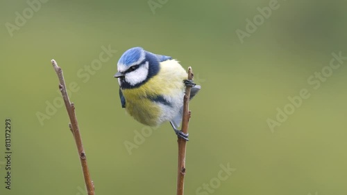 Wildlife - birds. Eurasian blue tit (Cyanistes) live in all kinds of woodlands, forests, parks, gardens and bushes. They feed on plant seeds and insects.