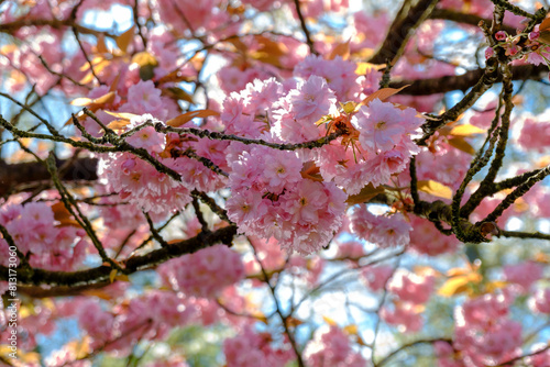 pink cherry blossom