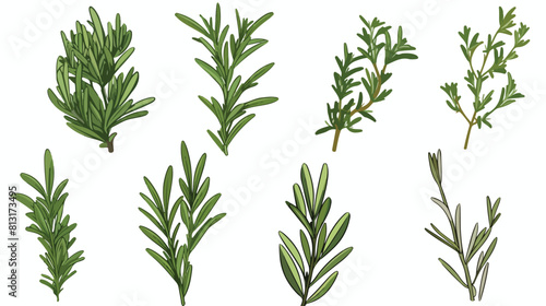 Rosemary branches with leaves and flowers set sketc