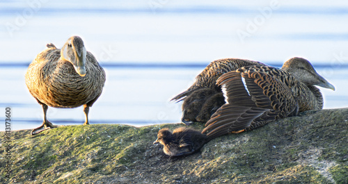 An eider duck falling out of moms care photo