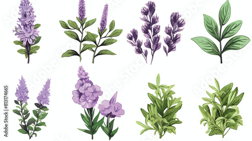 Sage leaves and flowers set of vector illustration