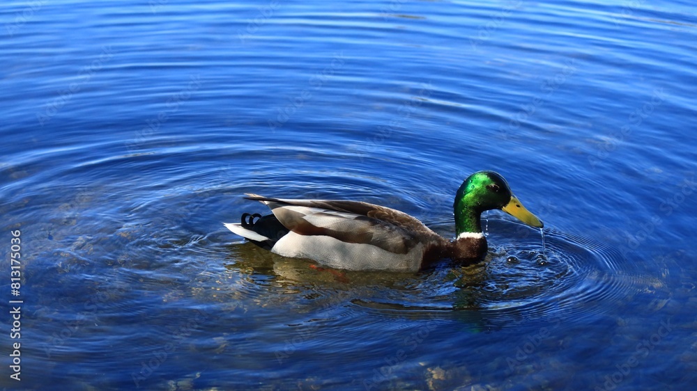 Obraz premium 水辺にくつろぐカモ