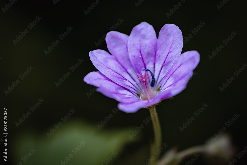 Pyrenäen-Storchschnabel. Geranium pyrenaicum, close up Pyrenäen-Storchschnabel. Geranium pyrenaicum, close up