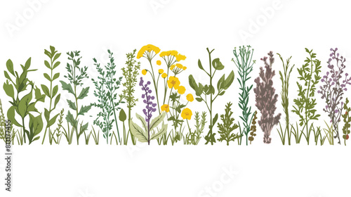 Seamless border design with natural culinary herbs photo