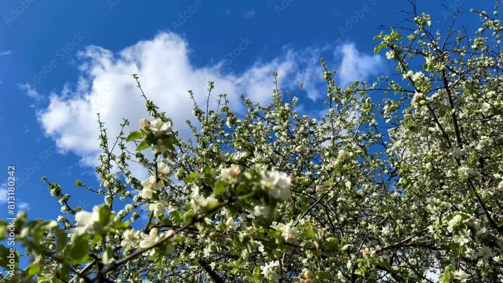 Blossoming tree branches against a clear blue sky Blossoming tree branches against a clear blue sky