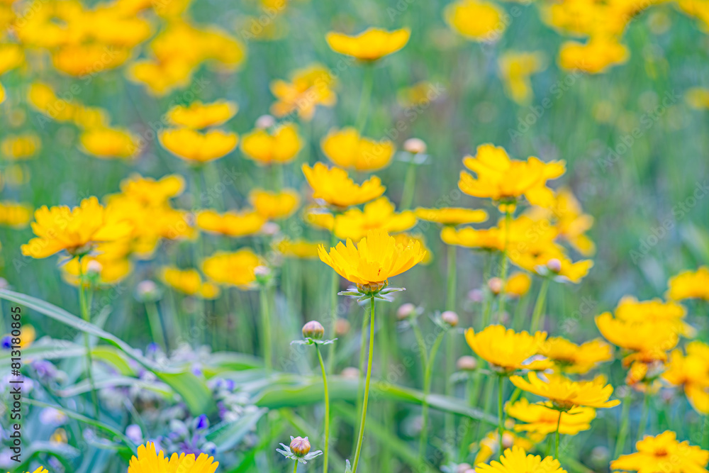 Obraz premium Field of yellow flower Coreopsis lanceolata, Lanceleaf Tickseed or Maiden's eye blooming in summer. Nature, plant, floral background. Garden, lawn of lance leaved Coreopsis in bloom