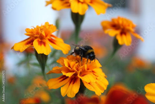 Bumblebee bee on marigold flower close-up. Insect pollination of flowers
