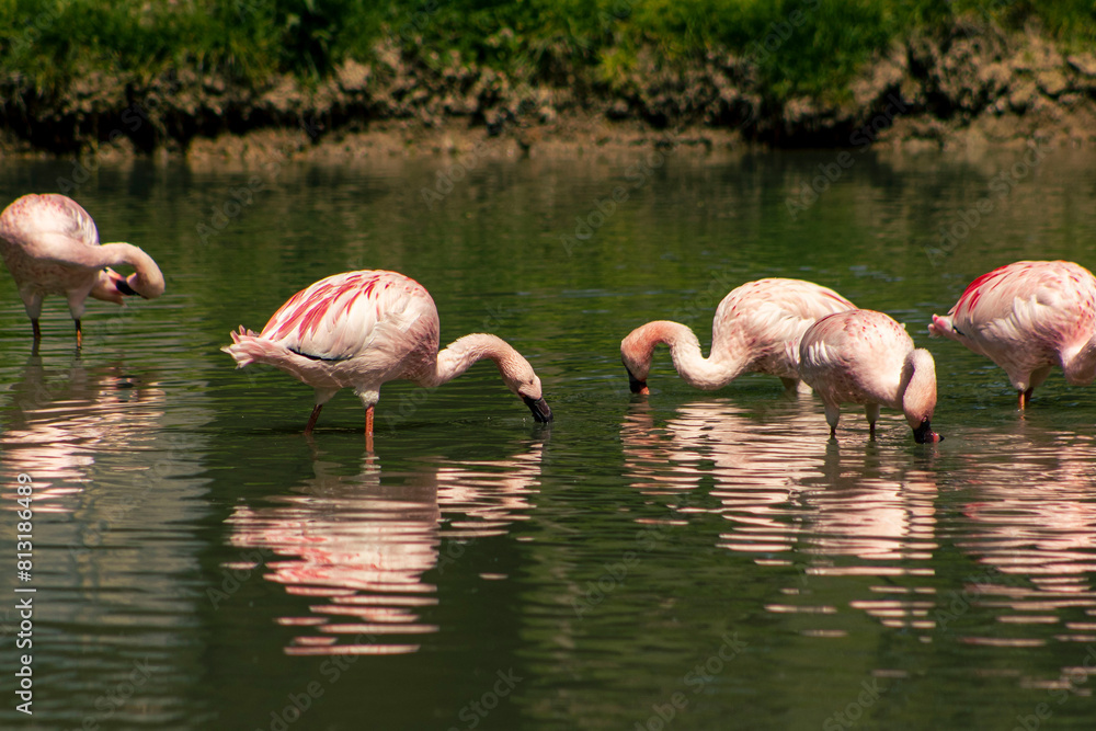 Naklejka premium Pink flamingos in the water. A big bird with long legs in a pond. Flamingos looking for food in the water.